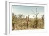 Awesome South Africa Collection - Two Giraffes I-Philippe Hugonnard-Framed Photographic Print