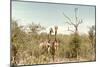 Awesome South Africa Collection - Two Giraffes I-Philippe Hugonnard-Mounted Photographic Print