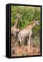 Awesome South Africa Collection - Two Giraffes II-Philippe Hugonnard-Framed Stretched Canvas