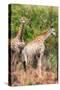 Awesome South Africa Collection - Two Giraffes II-Philippe Hugonnard-Stretched Canvas