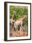 Awesome South Africa Collection - Two Giraffes II-Philippe Hugonnard-Framed Photographic Print