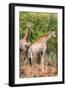 Awesome South Africa Collection - Two Giraffes II-Philippe Hugonnard-Framed Photographic Print