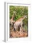 Awesome South Africa Collection - Two Giraffes II-Philippe Hugonnard-Framed Photographic Print