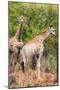 Awesome South Africa Collection - Two Giraffes II-Philippe Hugonnard-Mounted Photographic Print