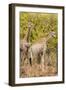 Awesome South Africa Collection - Two Giraffes III-Philippe Hugonnard-Framed Photographic Print