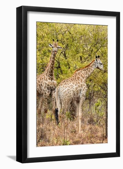 Awesome South Africa Collection - Two Giraffes III-Philippe Hugonnard-Framed Photographic Print