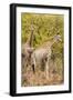 Awesome South Africa Collection - Two Giraffes III-Philippe Hugonnard-Framed Photographic Print