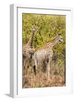 Awesome South Africa Collection - Two Giraffes III-Philippe Hugonnard-Framed Photographic Print