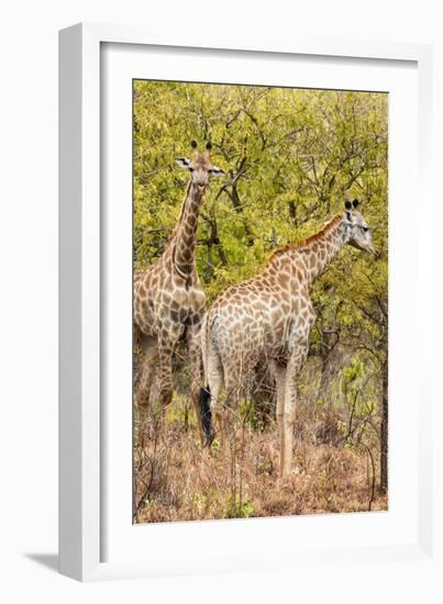 Awesome South Africa Collection - Two Giraffes III-Philippe Hugonnard-Framed Photographic Print