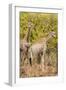 Awesome South Africa Collection - Two Giraffes III-Philippe Hugonnard-Framed Photographic Print