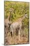 Awesome South Africa Collection - Two Giraffes III-Philippe Hugonnard-Mounted Photographic Print