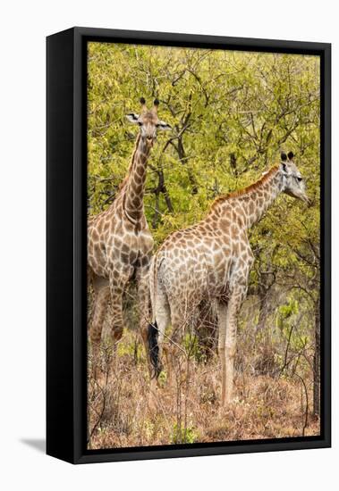 Awesome South Africa Collection - Two Giraffes III-Philippe Hugonnard-Framed Stretched Canvas