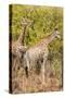 Awesome South Africa Collection - Two Giraffes III-Philippe Hugonnard-Stretched Canvas