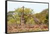 Awesome South Africa Collection - Two Giraffes IV-Philippe Hugonnard-Framed Stretched Canvas