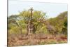 Awesome South Africa Collection - Two Giraffes IV-Philippe Hugonnard-Stretched Canvas