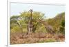 Awesome South Africa Collection - Two Giraffes IV-Philippe Hugonnard-Framed Photographic Print