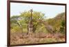 Awesome South Africa Collection - Two Giraffes IV-Philippe Hugonnard-Framed Photographic Print