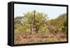Awesome South Africa Collection - Two Giraffes IV-Philippe Hugonnard-Framed Stretched Canvas