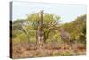 Awesome South Africa Collection - Two Giraffes IV-Philippe Hugonnard-Stretched Canvas