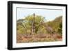 Awesome South Africa Collection - Two Giraffes IV-Philippe Hugonnard-Framed Photographic Print