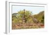Awesome South Africa Collection - Two Giraffes IV-Philippe Hugonnard-Framed Photographic Print