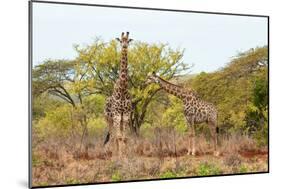 Awesome South Africa Collection - Two Giraffes IV-Philippe Hugonnard-Mounted Photographic Print