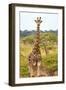 Awesome South Africa Collection - Two Giraffes IX-Philippe Hugonnard-Framed Photographic Print