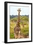 Awesome South Africa Collection - Two Giraffes IX-Philippe Hugonnard-Framed Photographic Print