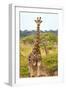 Awesome South Africa Collection - Two Giraffes IX-Philippe Hugonnard-Framed Photographic Print