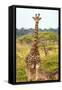 Awesome South Africa Collection - Two Giraffes IX-Philippe Hugonnard-Framed Stretched Canvas