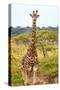 Awesome South Africa Collection - Two Giraffes IX-Philippe Hugonnard-Stretched Canvas