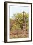 Awesome South Africa Collection - Two Giraffes V-Philippe Hugonnard-Framed Photographic Print