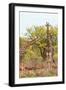 Awesome South Africa Collection - Two Giraffes V-Philippe Hugonnard-Framed Photographic Print