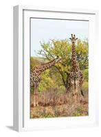 Awesome South Africa Collection - Two Giraffes V-Philippe Hugonnard-Framed Photographic Print