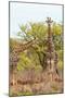 Awesome South Africa Collection - Two Giraffes V-Philippe Hugonnard-Mounted Photographic Print