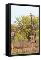 Awesome South Africa Collection - Two Giraffes V-Philippe Hugonnard-Framed Stretched Canvas