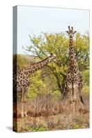 Awesome South Africa Collection - Two Giraffes V-Philippe Hugonnard-Stretched Canvas