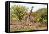 Awesome South Africa Collection - Two Giraffes VI-Philippe Hugonnard-Framed Stretched Canvas