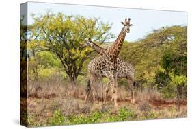 Awesome South Africa Collection - Two Giraffes VI-Philippe Hugonnard-Stretched Canvas