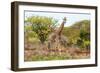 Awesome South Africa Collection - Two Giraffes VI-Philippe Hugonnard-Framed Photographic Print