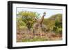 Awesome South Africa Collection - Two Giraffes VI-Philippe Hugonnard-Framed Photographic Print