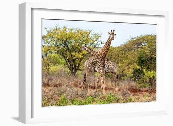 Awesome South Africa Collection - Two Giraffes VI-Philippe Hugonnard-Framed Photographic Print