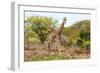 Awesome South Africa Collection - Two Giraffes VI-Philippe Hugonnard-Framed Photographic Print