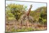 Awesome South Africa Collection - Two Giraffes VI-Philippe Hugonnard-Mounted Photographic Print