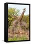 Awesome South Africa Collection - Two Giraffes VII-Philippe Hugonnard-Framed Stretched Canvas