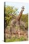 Awesome South Africa Collection - Two Giraffes VII-Philippe Hugonnard-Stretched Canvas