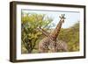 Awesome South Africa Collection - Two Giraffes VIII-Philippe Hugonnard-Framed Photographic Print