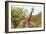 Awesome South Africa Collection - Two Giraffes VIII-Philippe Hugonnard-Framed Photographic Print