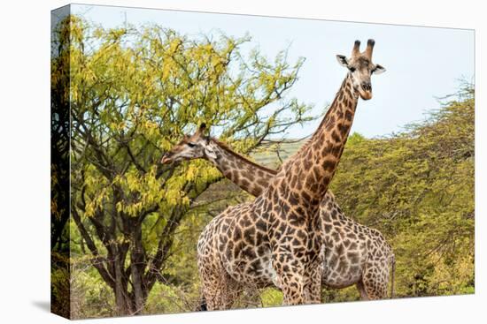 Awesome South Africa Collection - Two Giraffes VIII-Philippe Hugonnard-Stretched Canvas