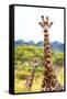 Awesome South Africa Collection - Two Giraffes XII-Philippe Hugonnard-Framed Stretched Canvas